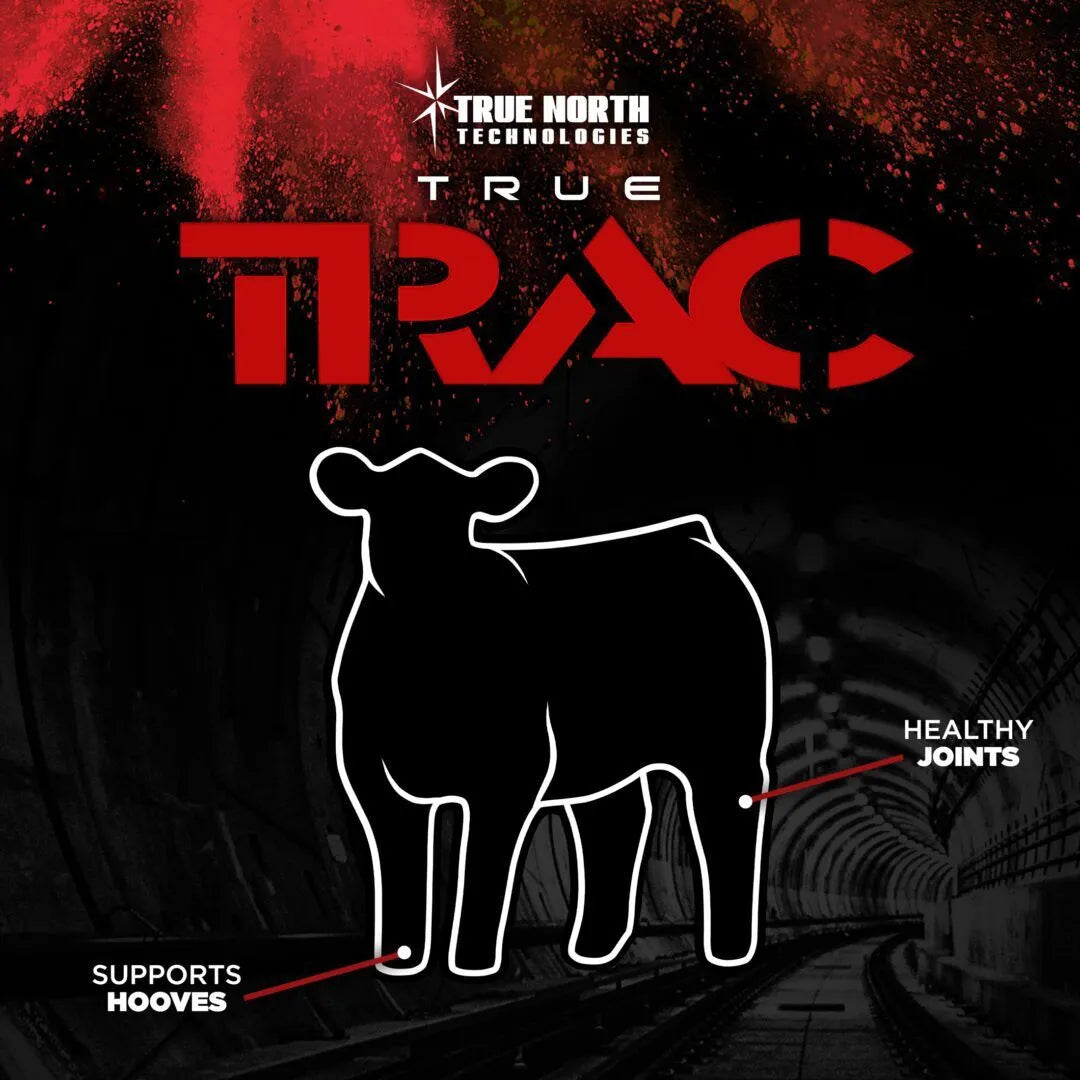 True Trac Cattle